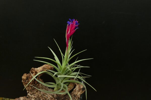 Tillandsia aeranthos 'Cherry Tree' – Bild 3