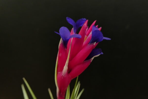 Tillandsia aeranthos 'Cherry Tree' – Bild 2