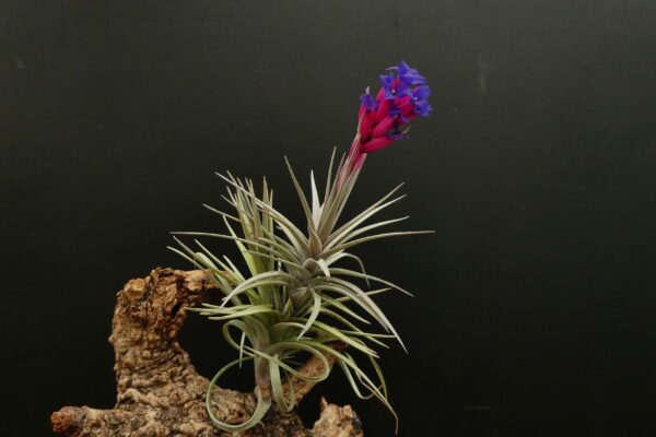 Tillandsia aeranthos 'Greedish' – Bild 2