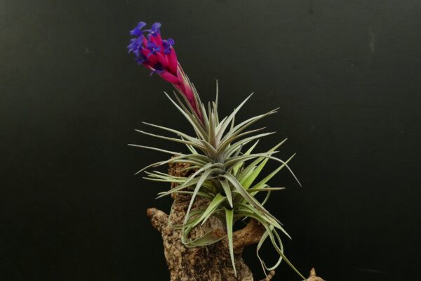 Tillandsia aeranthos 'Greedish' – Bild 3