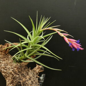 Tillandsia aeranthos 'Green Giant'