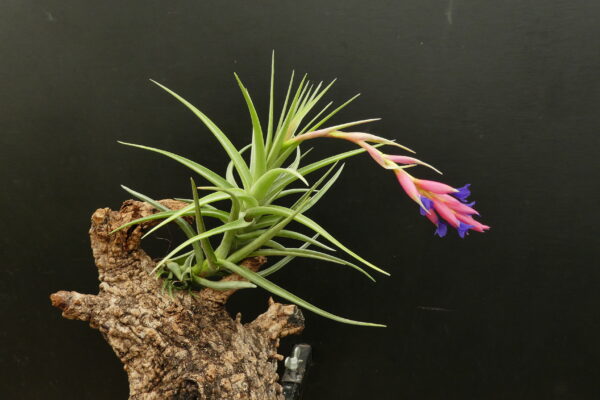Tillandsia aeranthos 'Green Giant'