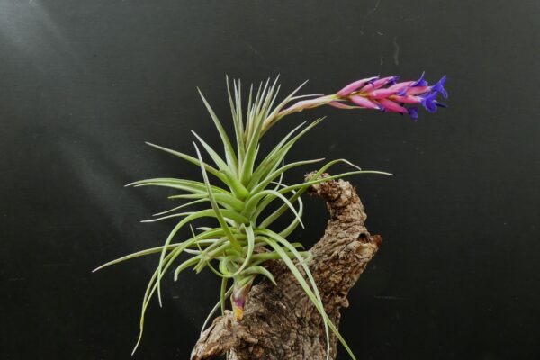 Tillandsia aeranthos 'Green Giant' – Bild 2