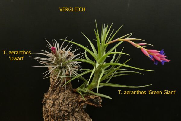 Tillandsia aeranthos 'Green Giant' – Bild 3