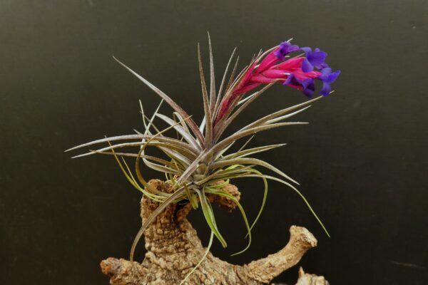 Tillandsia aeranthos 'reddish leaves' – Bild 3
