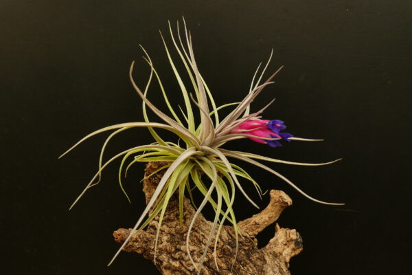 Tillandsia aeranthos 'reddish leaves' – Bild 2
