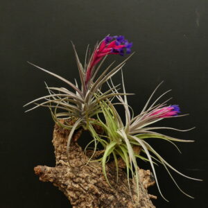 Tillandsia aeranthos 'reddish leaves'