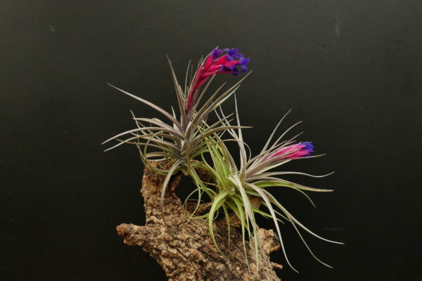 Tillandsia aeranthos 'reddish leaves'