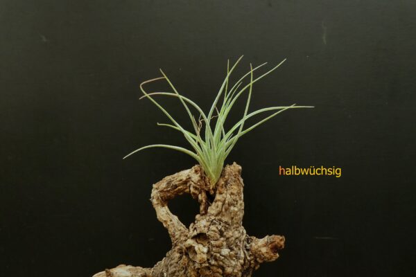 Tillandsia baguagrandensis – Bild 2