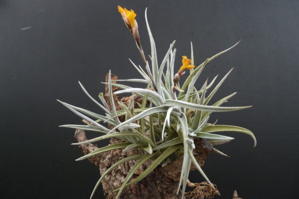 Tillandsia Holm's Butter – Bild 4