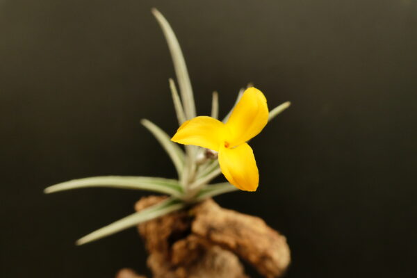 Tillandsia Holm's Butter – Bild 2