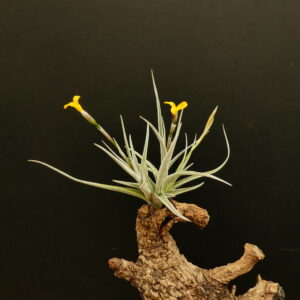 Tillandsia Holm's Butter