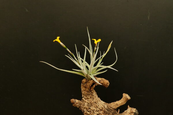 Tillandsia Holm's Butter