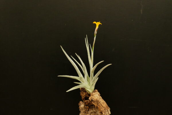 Tillandsia Holm's Butter – Bild 3