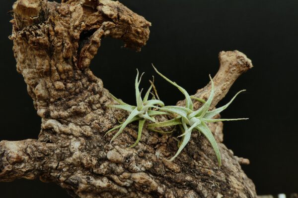 Tillandsia humilis 'simplex' – Bild 4