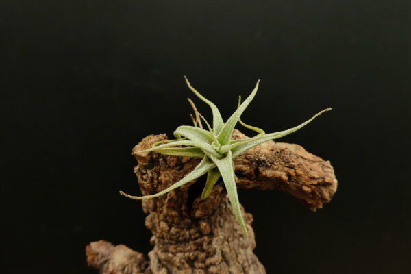 Tillandsia humilis 'simplex' – Bild 3