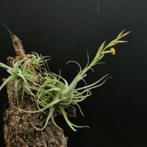 Tillandsia humilis 'simplex'