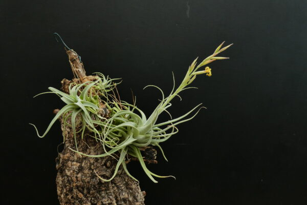 Tillandsia humilis 'simplex'