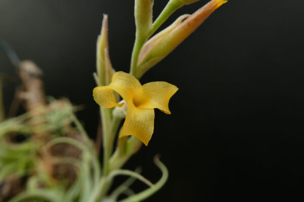 Tillandsia humilis 'simplex' – Bild 2