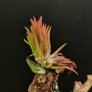 Tillandsia ionantha ‚Haselnuss‘ 'Holm's Giant Dwarf'