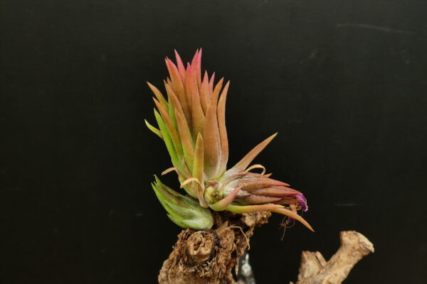 Tillandsia ionantha ‚Haselnuss‘ 'Holm's Giant Dwarf'