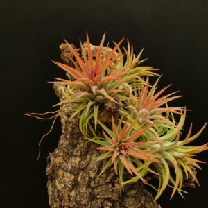 Tillandsia ionantha 'rubra'