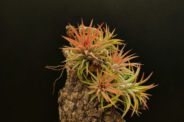 Tillandsia ionantha 'rubra'