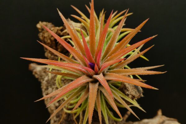 Tillandsia ionantha 'rubra' – Bild 3