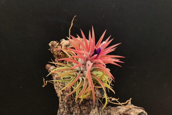 Tillandsia ionantha 'rubra' – Bild 2
