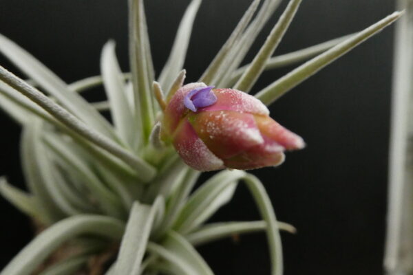 Tillandsia leonamiana – Bild 2