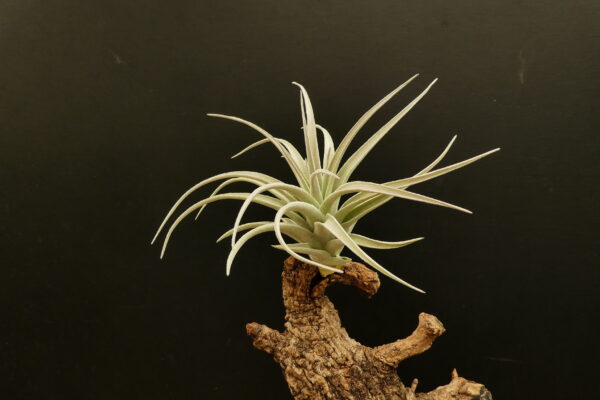 Tillandsia leonamiana – Bild 4
