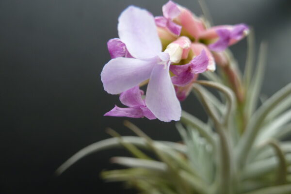 Tillandsia leonamiana – Bild 3