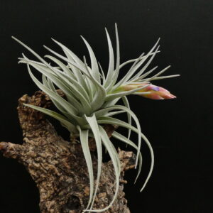 Tillandsia leonamiana
