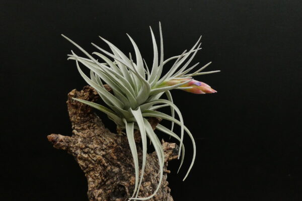 Tillandsia leonamiana