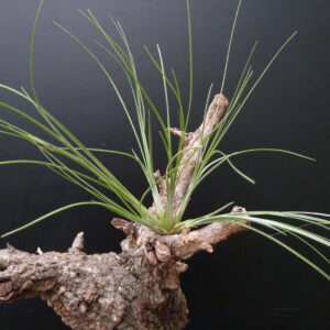 Tillandsia linearis