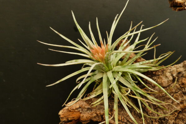 Tillandsia mauryana 'striped' – Bild 2