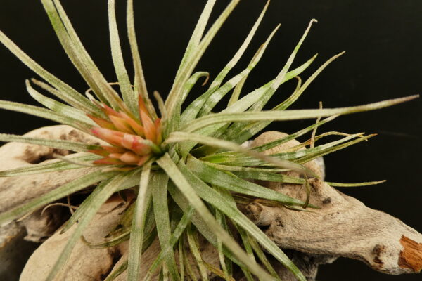 Tillandsia mauryana 'striped' – Bild 6