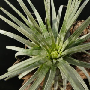 Tillandsia mauryana 'striped'