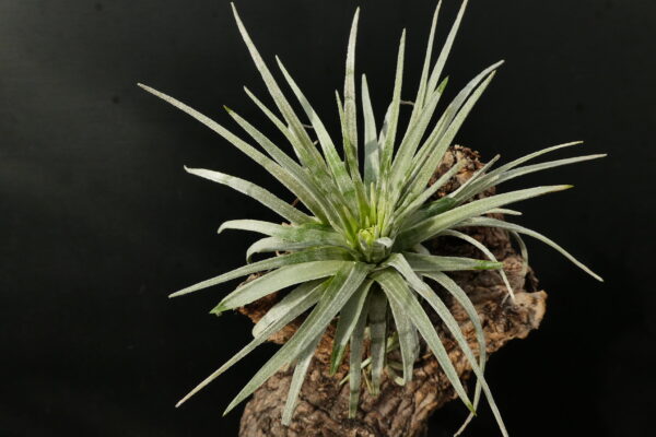 Tillandsia mauryana 'striped' – Bild 5