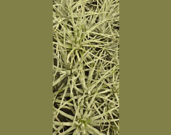 Tillandsia mauryana 'striped' – Bild 4