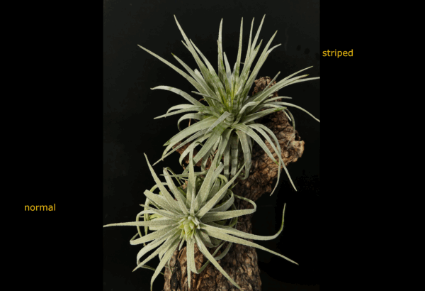 Tillandsia mauryana 'striped' – Bild 7