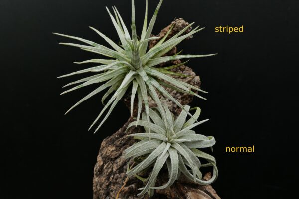 Tillandsia mauryana 'striped' – Bild 8