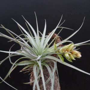 Tillandsia pohliana