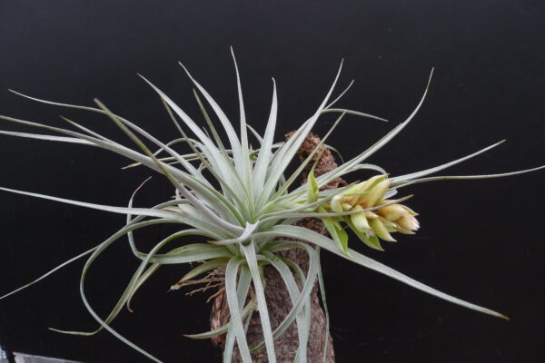 Tillandsia pohliana