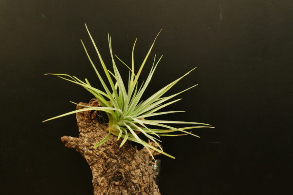 Tillandsia pohliana – Bild 3