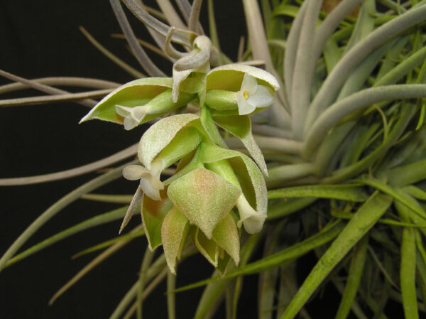 Tillandsia pohliana – Bild 2