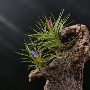 Tillandsia bella x pardoi