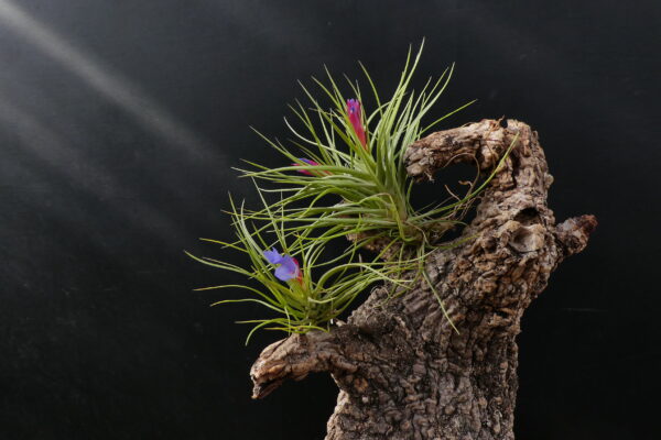 Tillandsia bella x pardoi