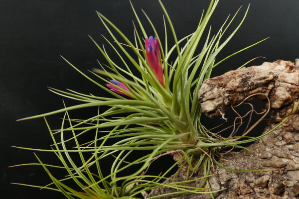 Tillandsia bella x pardoi – Bild 3