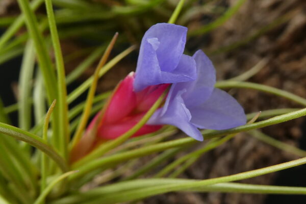Tillandsia bella x pardoi – Bild 2